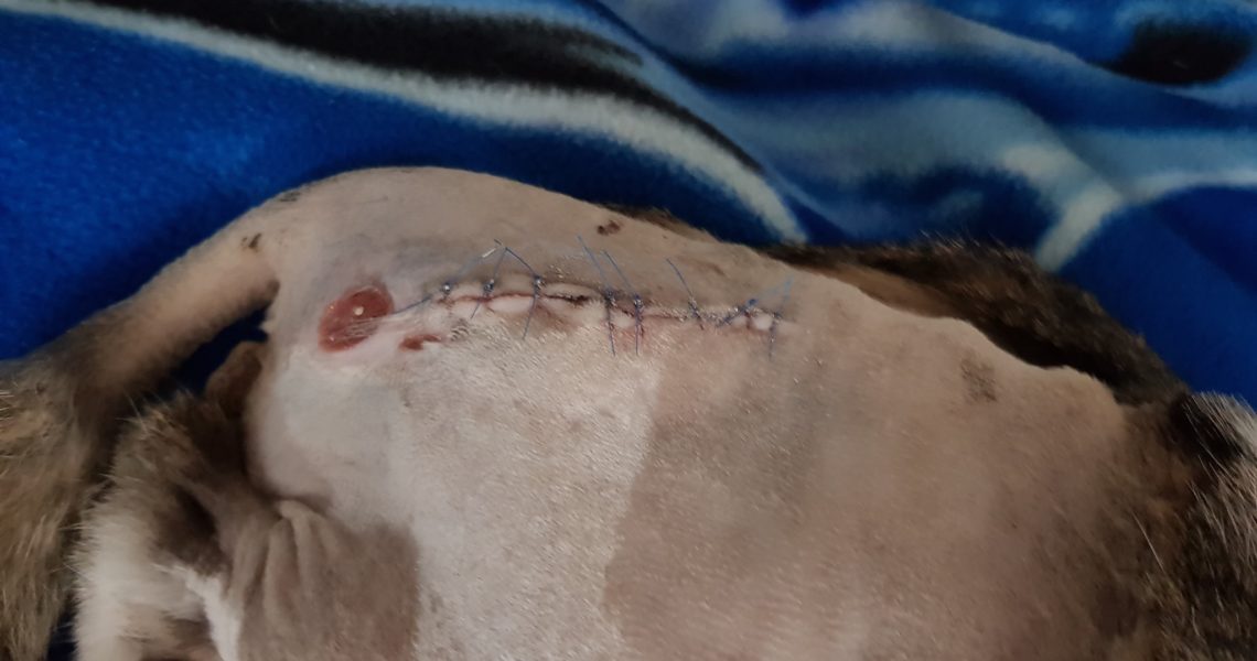 TOPÍČKOVY ŽIVÉ RÁNY SE ZACELUJÍ, HEZKY BAŠTÍ, BOLAVÝ SAMOZŘE...