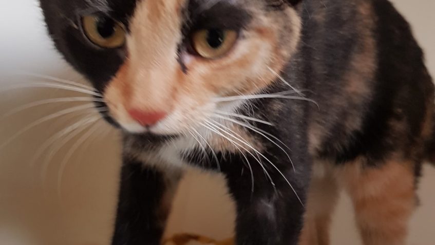 VÁŽENÍ SLUNÍČKOVÍ PŘÍZNIVCI, Z DŮVODU OBAVY Z NÁKAZY NOVÝM K...