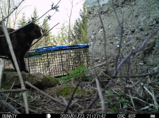 ZTRATILA SE VÁM KOČIČKA A NENAŠLI JSTE JÍ? I TAKTO MOHLA SKO...