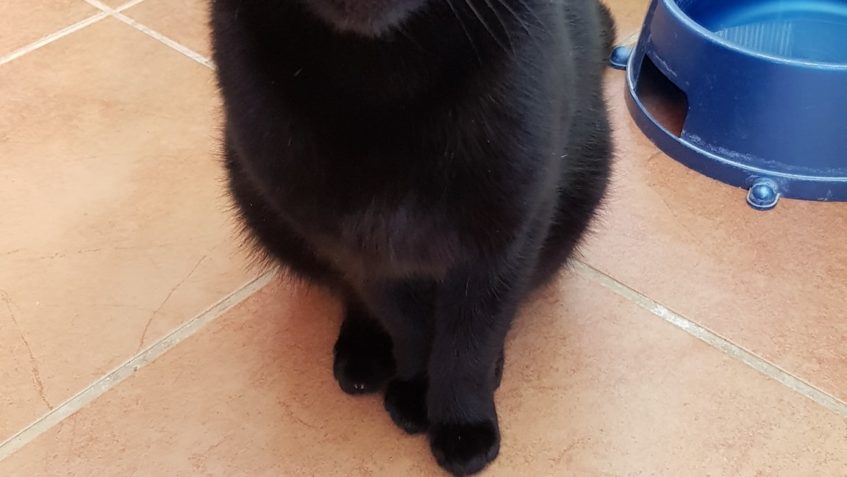 ČERNÁ KOČIČKA ELEONORA A KOUŘOVÁ VALENTÝNA ČEKAJÍ NA ŠŤASTNÝ...