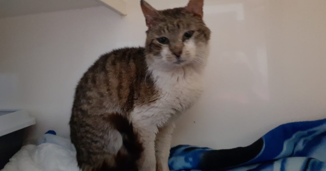 DALŠÍM DNES VEČER PŘIJATÝ BÍLOMOUROVATÝ KOCOUREK ZE ŠTĚTÍ...