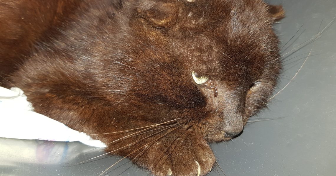 DNES V PODVEČER BYL V LOKALITĚ V ROUDNICI NAD LABEM NALEZEN ...