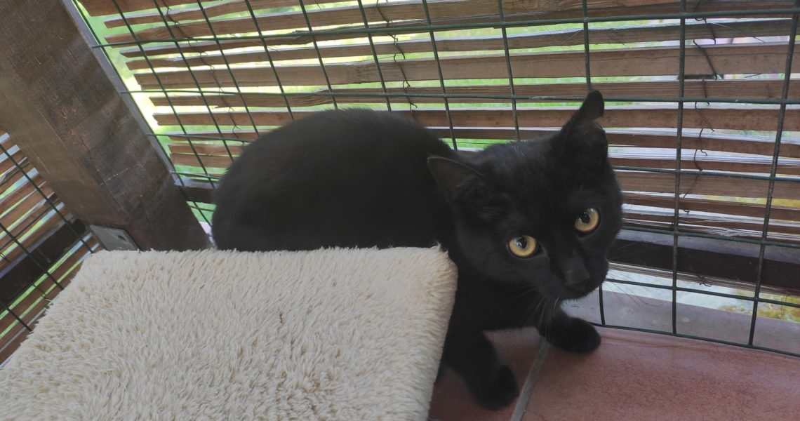 DVA NAŠI PLAŠÁNCI - LOŇSKÁ KOŤATA - ELENKA A MARIETKA. ŠKODA...