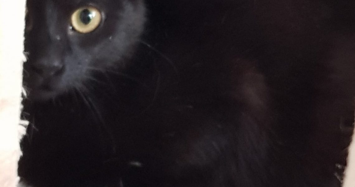 DVĚ KOČIČKY Z TĚCH NEJMLADŠÍCH - ODROSTLÁ KOŤATA MARIETKA A ...