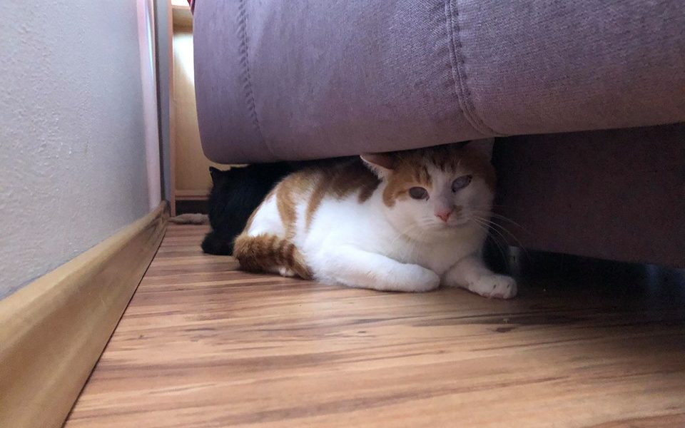 FILDÍČEK TRÁVÍ NEJVÍCE ČASU ZA GAUČEM, POTŘEBUJE SPOLEHLIVÝ ...