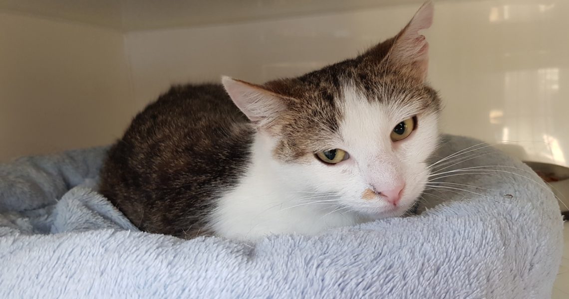 KOČIČKA A KOCOUREK Z JEDNÉ LOKALITY, KDE SE KASTROVALO...