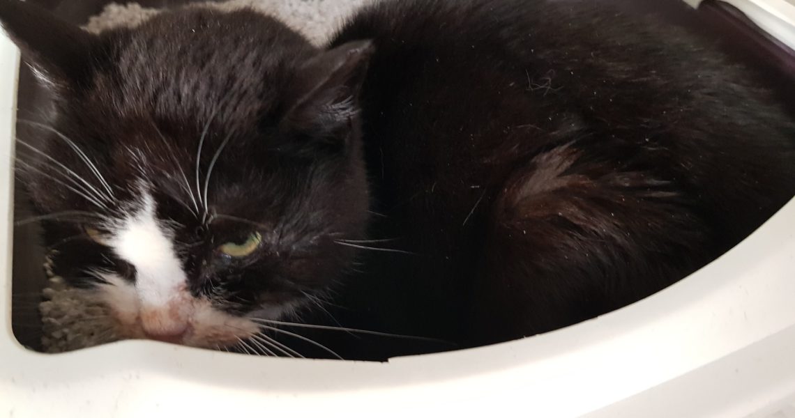 KOČIČKY PLAŠANDA, JINDŘIŠKA A ANEŽKA...