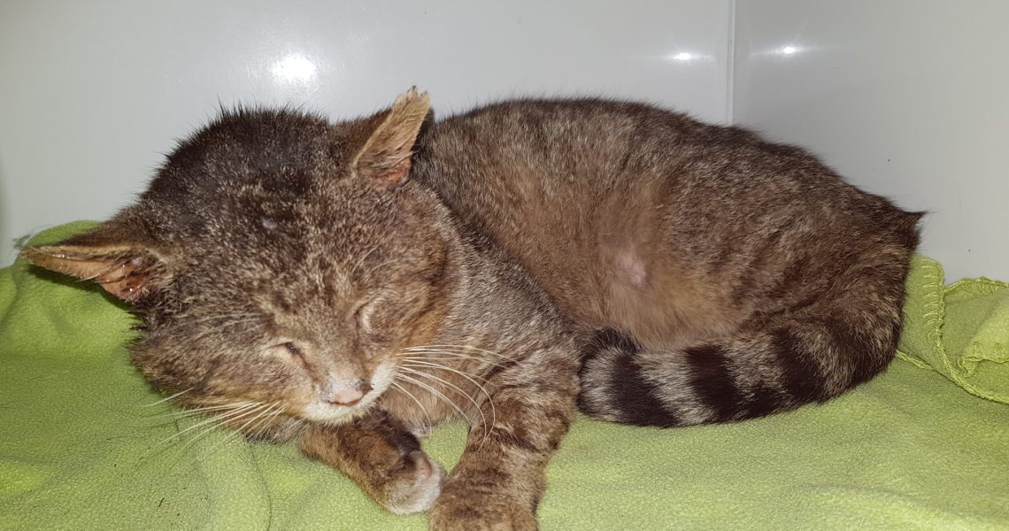 MOUROVATÝ KOCOUREK NALEZENÝ Z OBCI VĚDOMICE...