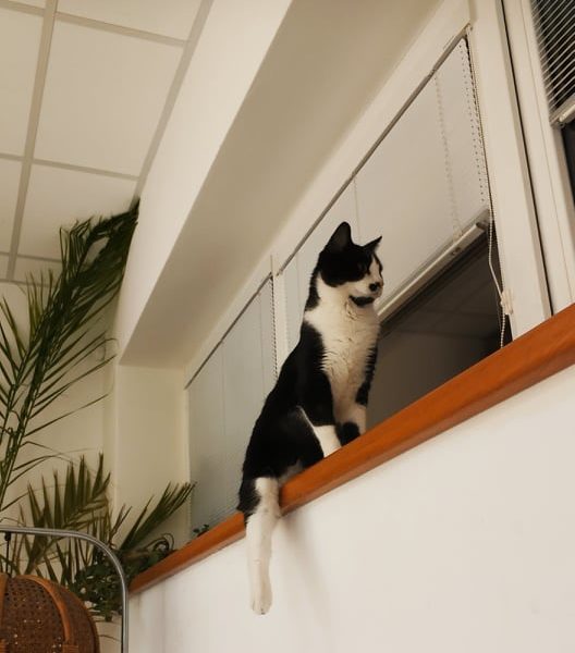 NECHCI BYDLET NA VETERINĚPROČ MĚ POŘÁD NIKDO NECHCE...MĚL BY...