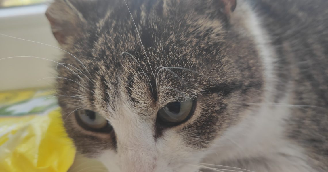 NOVÝ PŘÍRŮSTEK VE SLUNÍČKU, KOČIČKA ŠÁRINKA...