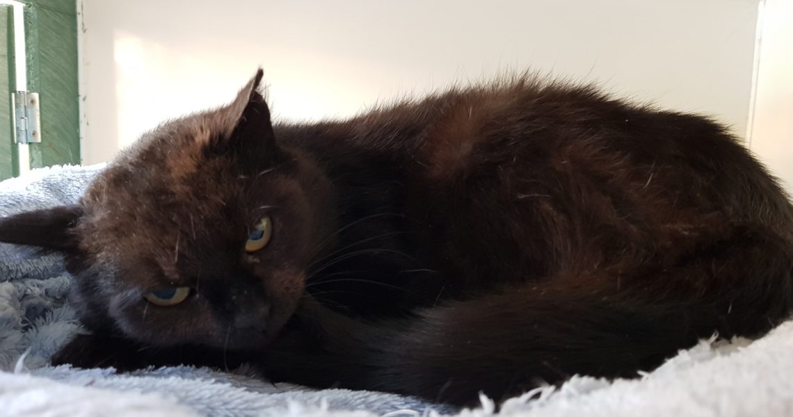 SLUNÍČKOVÁ SVĚTLANKA...