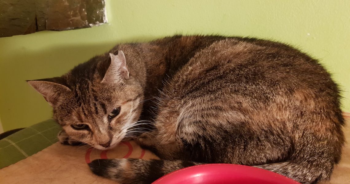 SLUNÍČKOVÉ MARTINCE ZLOBÍ LEDVINY...