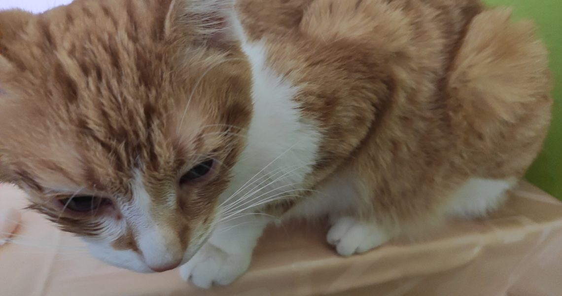 TRÁPENÍ S NAŠÍM POŠŤÁČKEM POKRAČUJE...