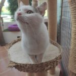(notitle)