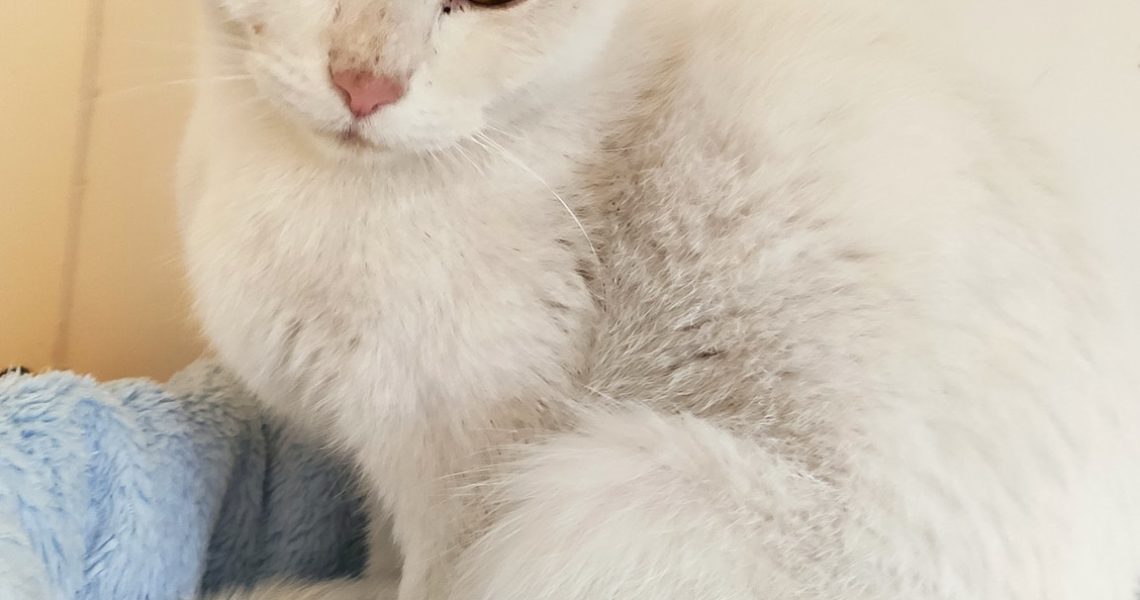 BÍLÁ KOČIČKA BIANKA JE MOC HODNÁ, MÁ RÁDA DĚTI, MILUJE KONTA...