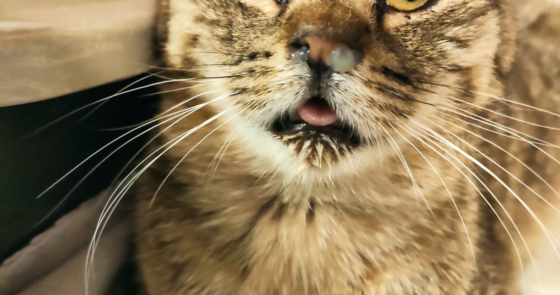 DALŠÍ PŘÍJEM ROČNÍHO KOCOURKA S OŠKLIVOU RÝMOU Z JEDNÉ Z LOK...