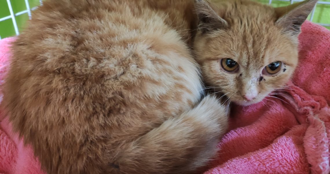 DNES PŘIJATÁ DROBOUČKÁ KOČIČKA S VÁHOU 1,75 KG, DOSTALA JMÉN...