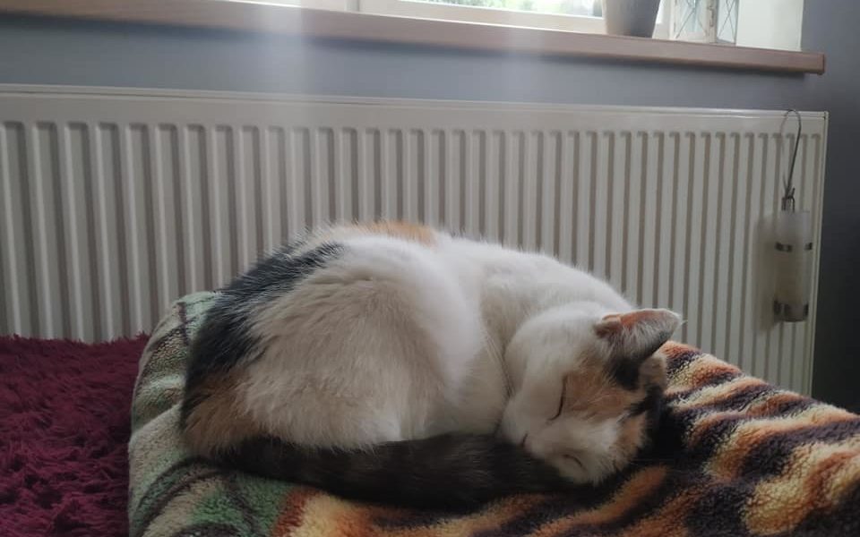 HLEDÁ SE KOČIČKA V OKOLÍ MLADĚJOVIC, PROSÍME SDÍLEJTE!...