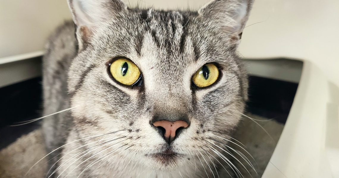 KOCOUREK JE UŽ DOMA! RODINA MÁ OBROVSKOU RADOST, ŽE SE NAŠEL...