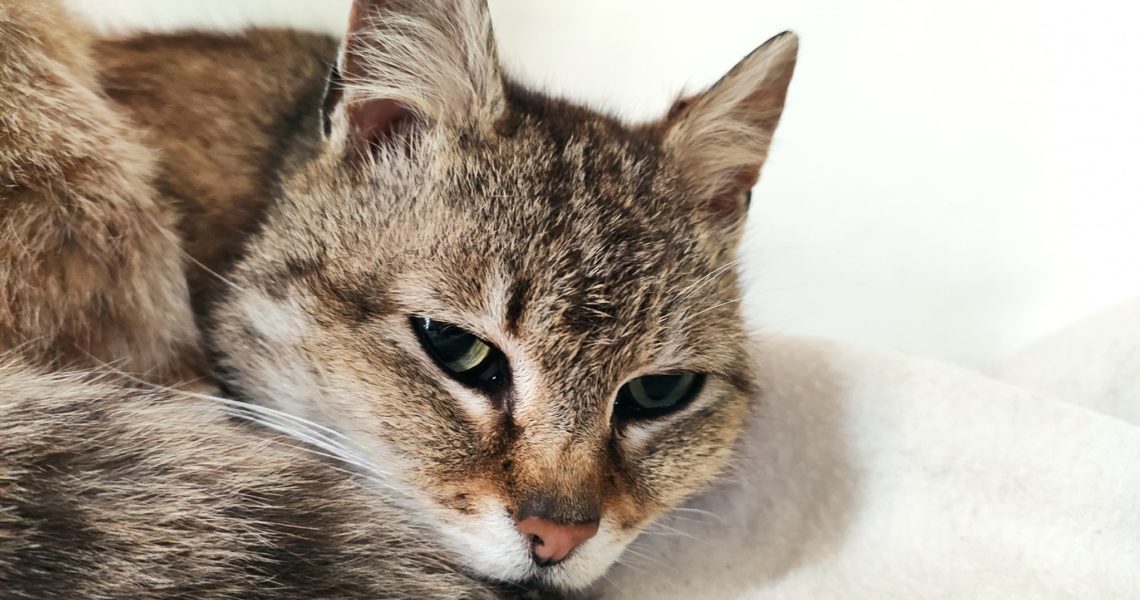 KOČIČKA LJUBA S AMPUTOVANOU ZADNÍ NOŽIČKOU JE MOC HODNÁ, STÁ...