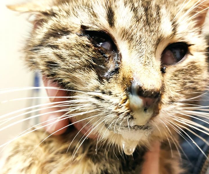 KOČIČKY ZE VČEREJŠÍHO PŘÍJMU...