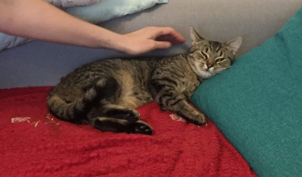 PO TŘECH LETECH SE VRACÍ DO SLUNÍČKA KOCOUREK RADIMEK...