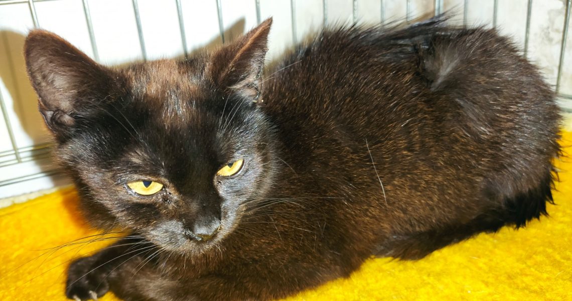 PŘÍJEM KOČIČKY Z JEDNÉ LOKALITY NAMNOŽENÝCH KOČIČEK NEZODPOV...