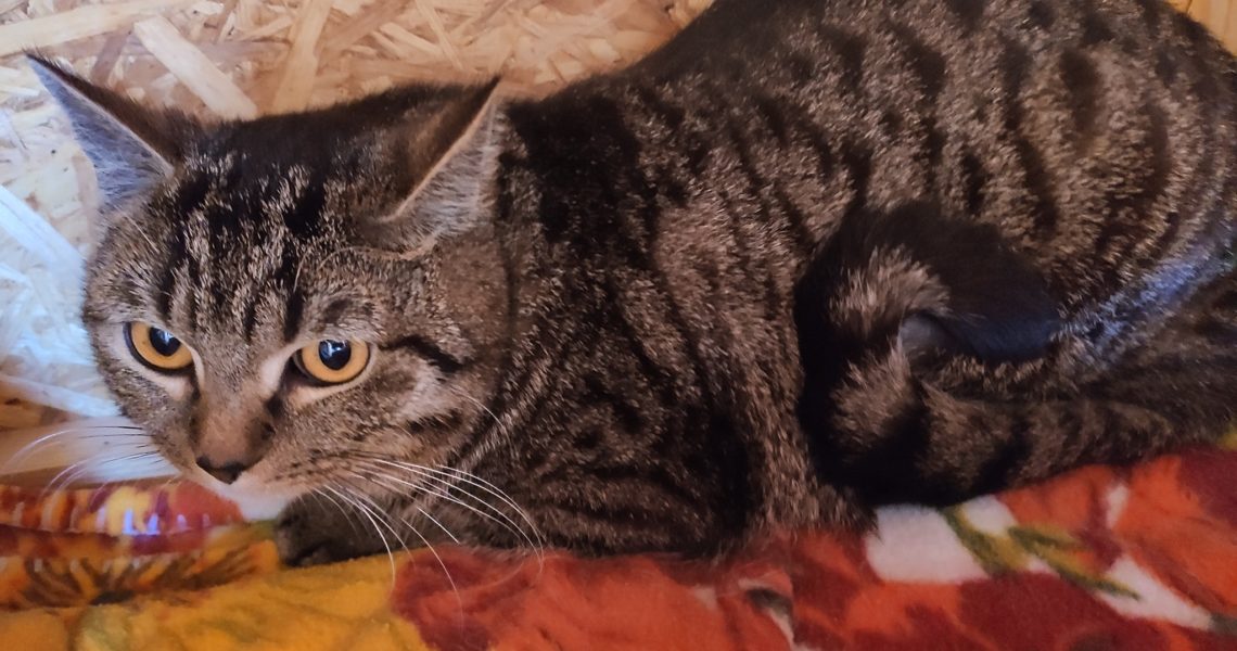 ROČNÍ KOCOUREK CHARLIE Z LITOMĚŘIC SE K NÁM DOSTAL DÍKY ROZS...