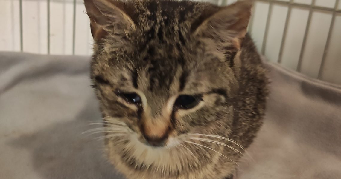 ROČNÍ KOČIČKA SE ZÁNĚTEM DÝCHACÍCH CEST Z LOKALITY NAMNOŽENÝ...