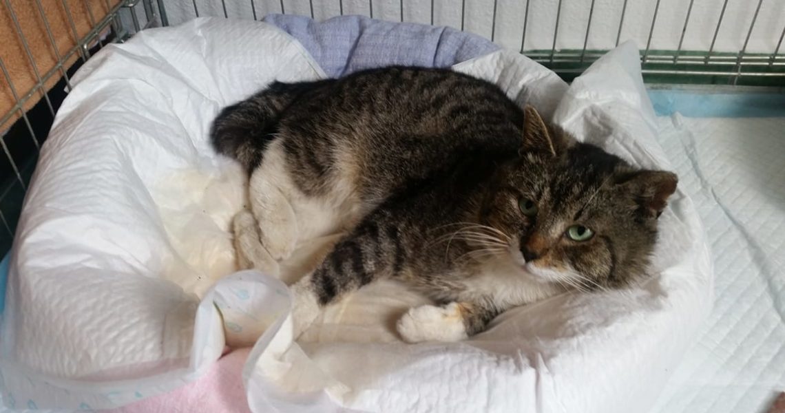 TĚŽCE ZRANĚNÝ KOCOUREK CONNOREK...