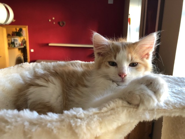 KOUDÍK ( nyní Boogiesek)...