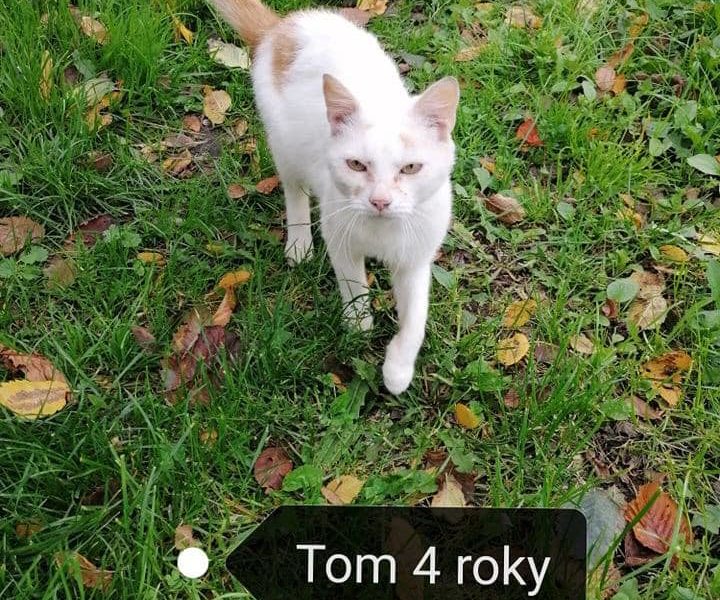 Krásný 4 letý Tom, který žije celý život na ulici s př...