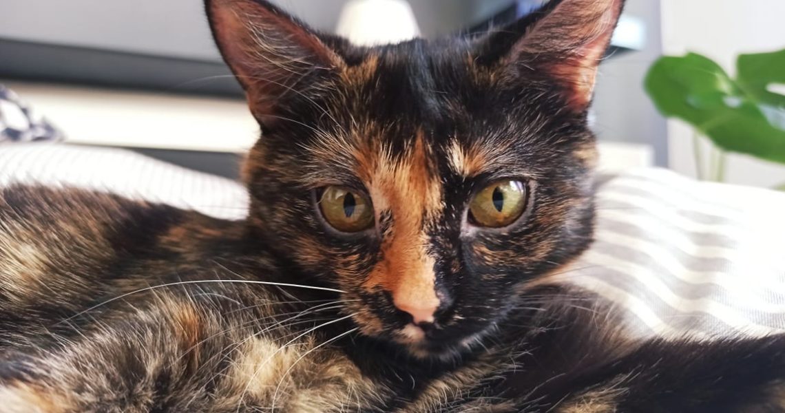 LÝDIE ( nyné Chimera)...