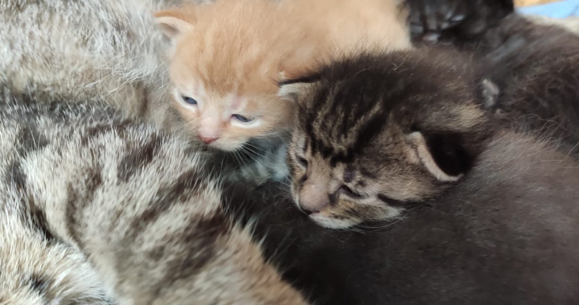 MIMINKA MAMINKY VLNKY UŽ MAJÍ OTEVŘENÁ OČIČKA...