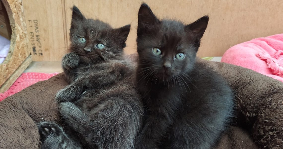 MIUŠKA SE SVÝM JEŠTĚ ZDRAVÝM TULIPÁNKEM A ADOPTOVANOU TŘEŠNI...