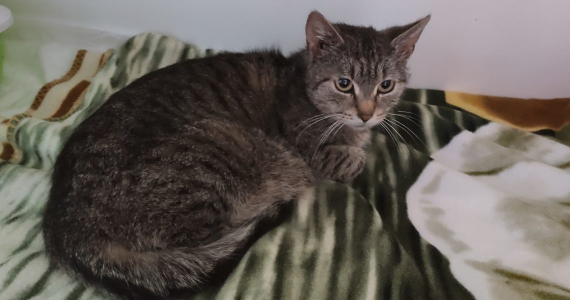 MOUROVATÁ A ČERNÁ - MAMINKY NEMOCNÝCH KOŤÁTEK ZE ZAHRÁDKY ŠT...