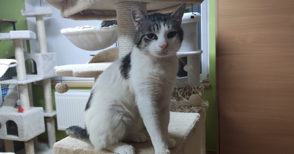 NESKUTEČNÉ ZLATÍČKO OLAFEK HLEDÁ LÁSKYPLNÝ DOMOV. JEDNÁ SE O...