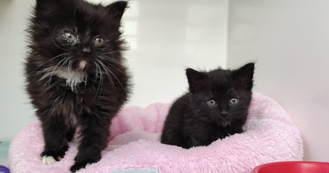 VČERA PŘIJATÁ KOŤÁTKA - PRIBINKA A SMETÁNEK OD PLACHÉ KOČIČK...