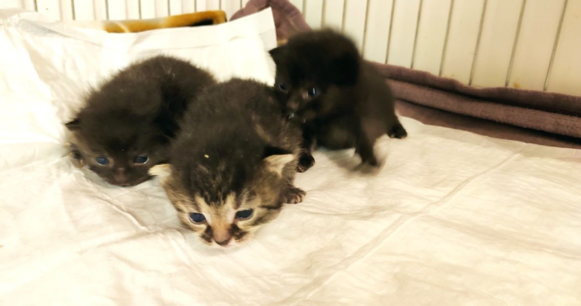 Knedlíček, Noček a Nudlička