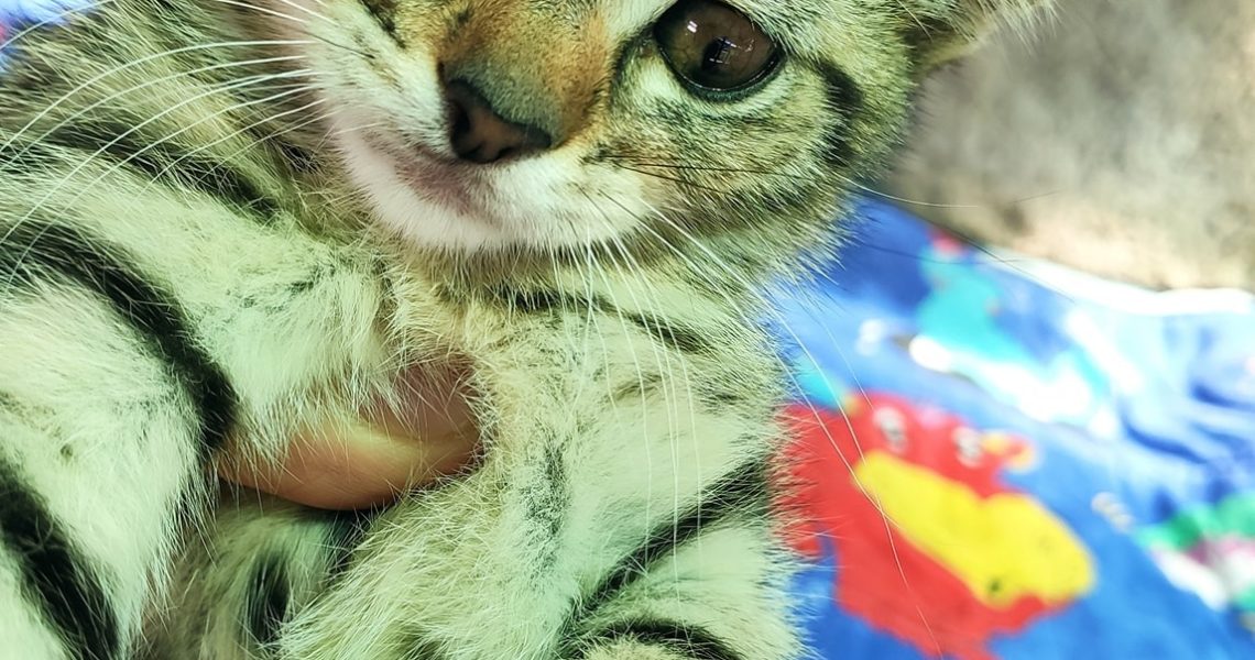 NAŠE KOŤÁTKA ANIKA, ŠÉFIK, NORIKA A MAKRONKA UŽ SNAD MAJÍ NA...