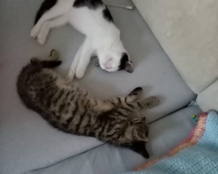 PROVAZNÍČEK A SMETÁNEK...