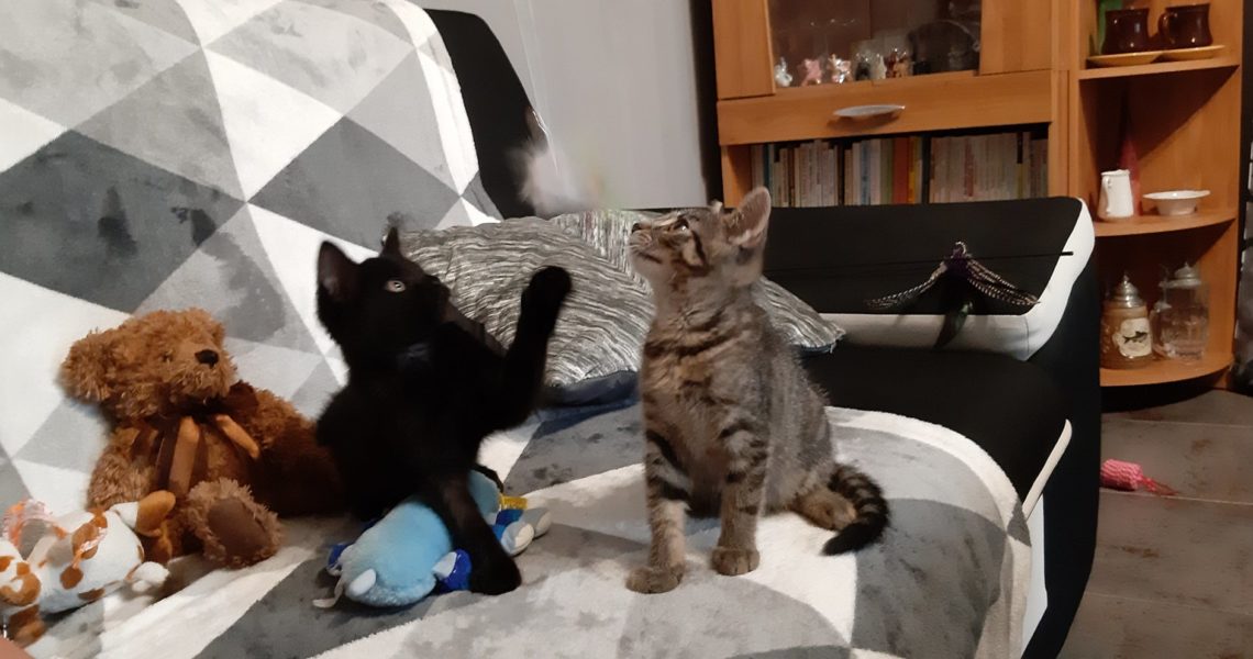 SMETÁNEK A PROVAZNÍČEK...