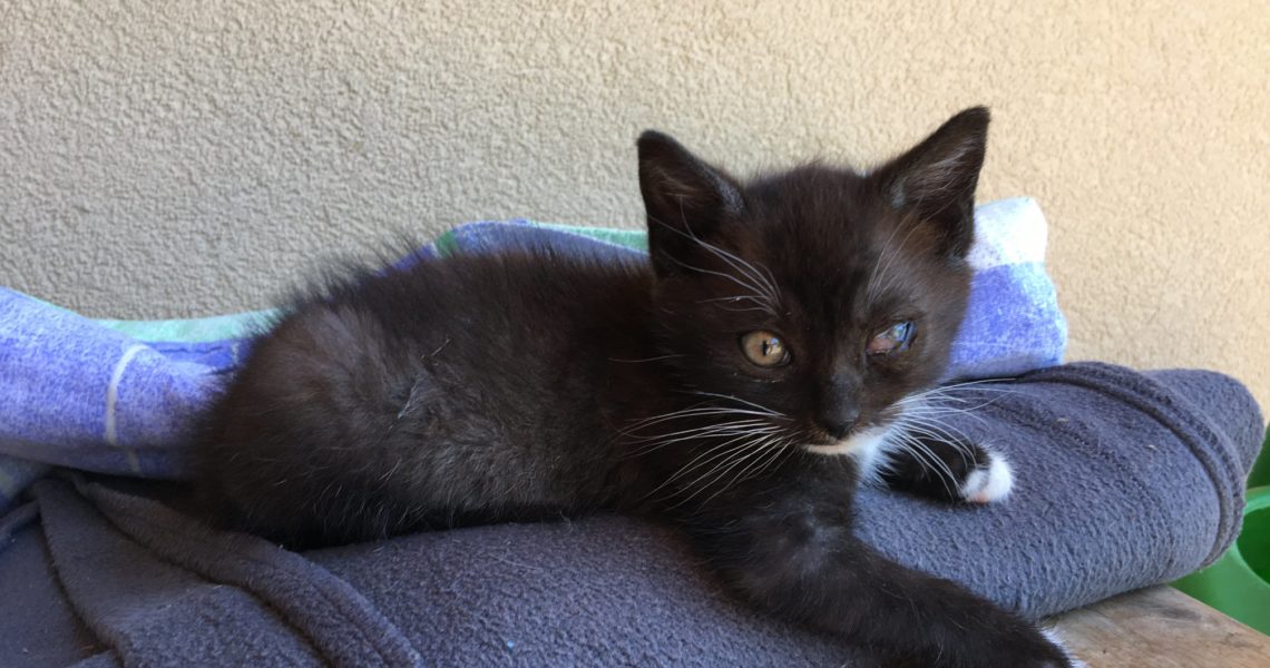 Stále se ve Sluníčku obáváme panleukopenie, takže nelze přij...