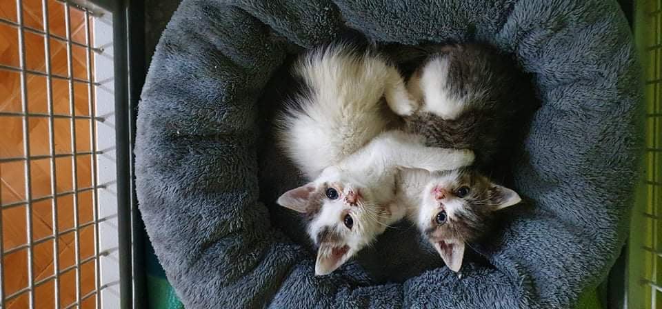 VČERA NAVŽDY ODEŠLO HOSPITALIZOVANÉ MALIČKÉ KOŤÁTKO PAŽITKA,...