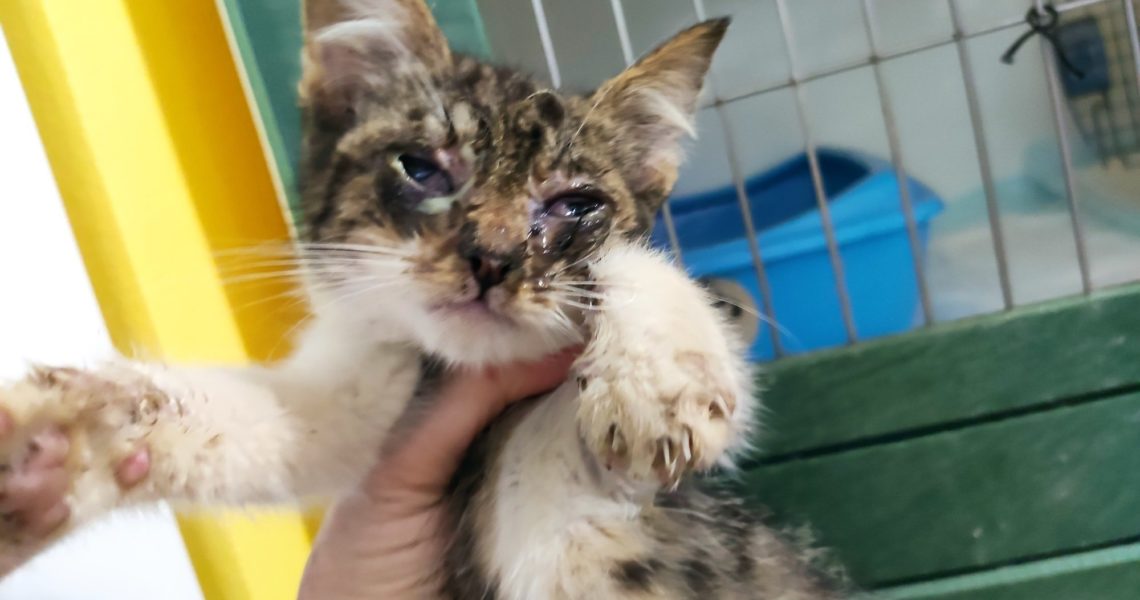 DNES V NAŠÍ OBCI DOBŘÍŇ VE SLUNEČNÉ ULICI SE POTULOVALO TOTO...