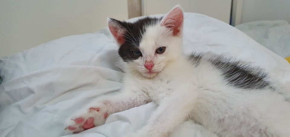 DVĚ ROŠŤANDY - SANSI A CALLIA ROSTOU JAKO Z VODY...JSOU TO Ú...