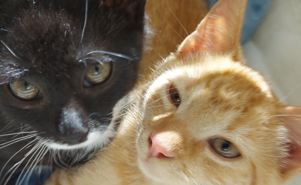 HASTRMÁNEK A MELOUNEK...