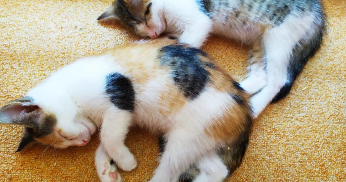 HROU ZMOŽENI - REBELKA A BROUČEK, NO NENÍ TO ÚŽASNÉ SE DÍVAT...