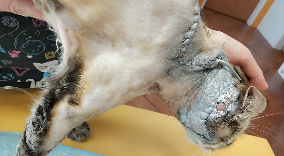 KOCOUREK PIŠKOTEK PO ZÁKROKU - PLASTICE KRČKU, ZATÍM BAŠTÍ A...