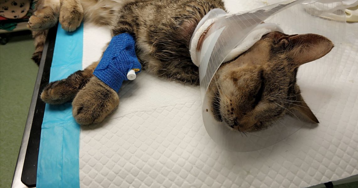 KOCOUREK PIŠKOTEK Z HROBCŮ ABSOLVUJE TÉMĚŘ DEN CO DEN ČIŠTĚN...